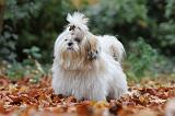 SHIH TZU 185